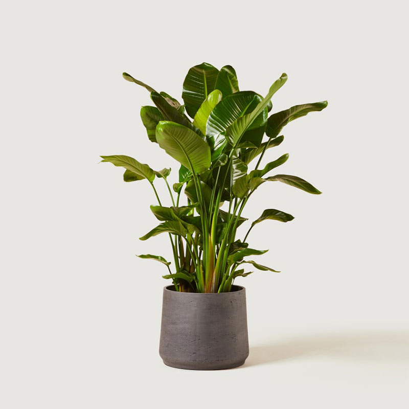 Nicolau the strelitzia nicolai with grey clay pot, 38 x 160cm-2