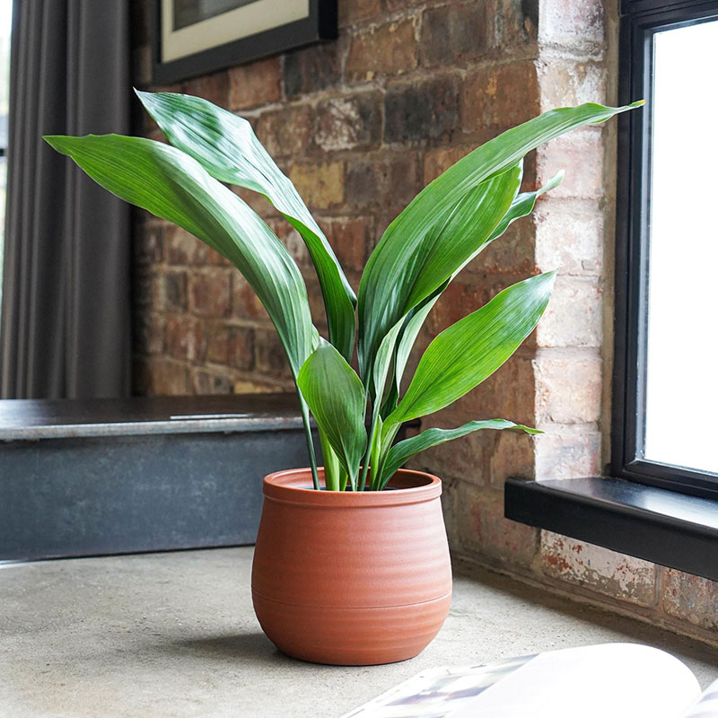 Handthrown Planter, D25cm, Burnt Umber-0