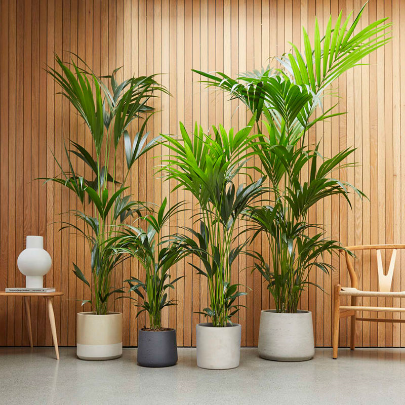 Big Ken the kentia palm with green fractured pot, 29 x 170cm-2