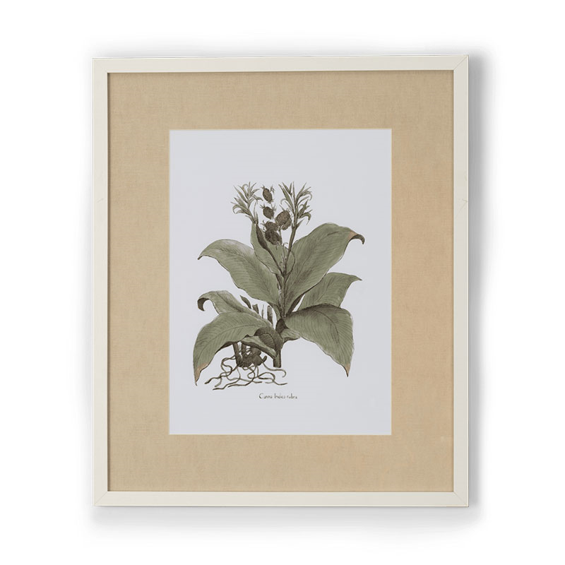 Clipsham Botanical Art, Canna Indica Rubra-0