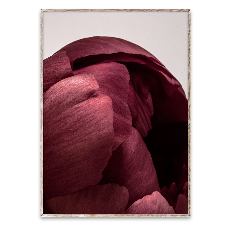 Peonia 01 FSC Print, 50 x 70cm-0