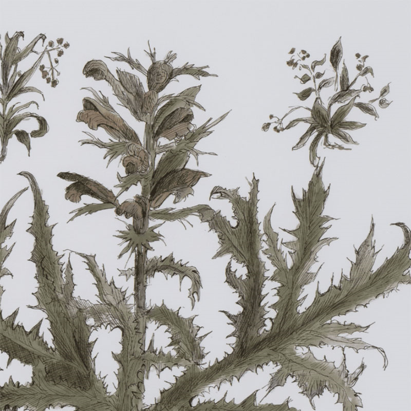 Clipsham Botanical Art, Acanthus Spinolus-1