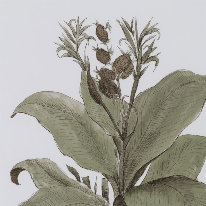 Clipsham Botanical Art, Canna Indica Rubra-1