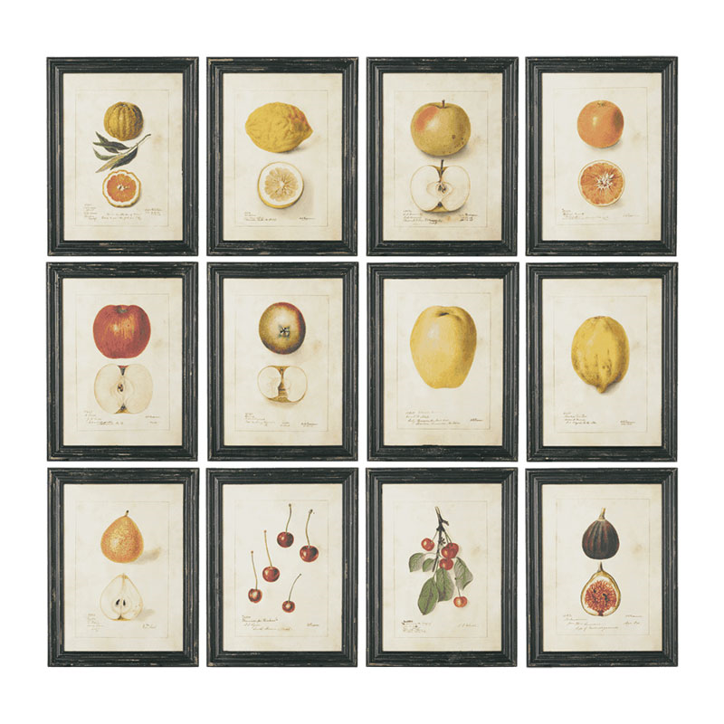 Anatomical Fruit Set of 12 framed prints, 38 x 50cm-0