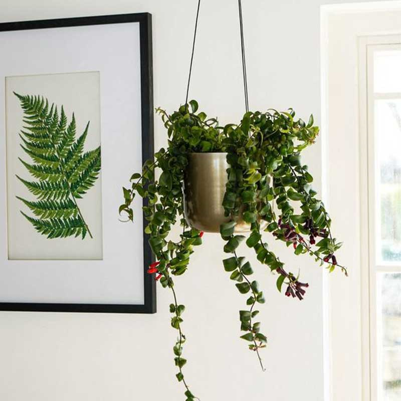 Kew Botanical Retreat Matte Hanging Planter with Hook, D14cm, Brass-0