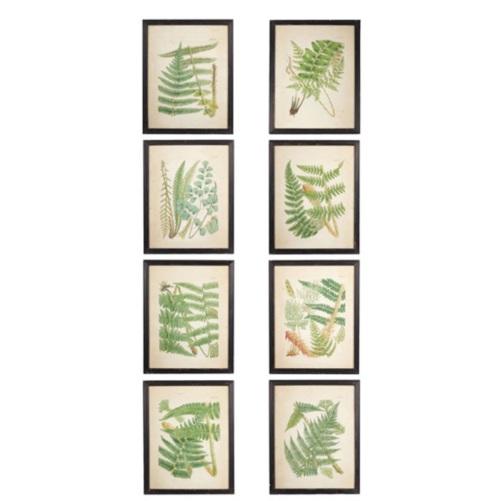 Fern Set of 8 framed prints, W47 x H59cm-0