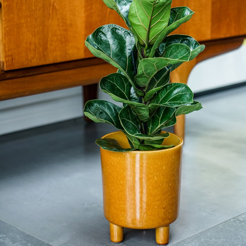 Pisa Planter, H16 x W19 x D19cm, Mustard-8