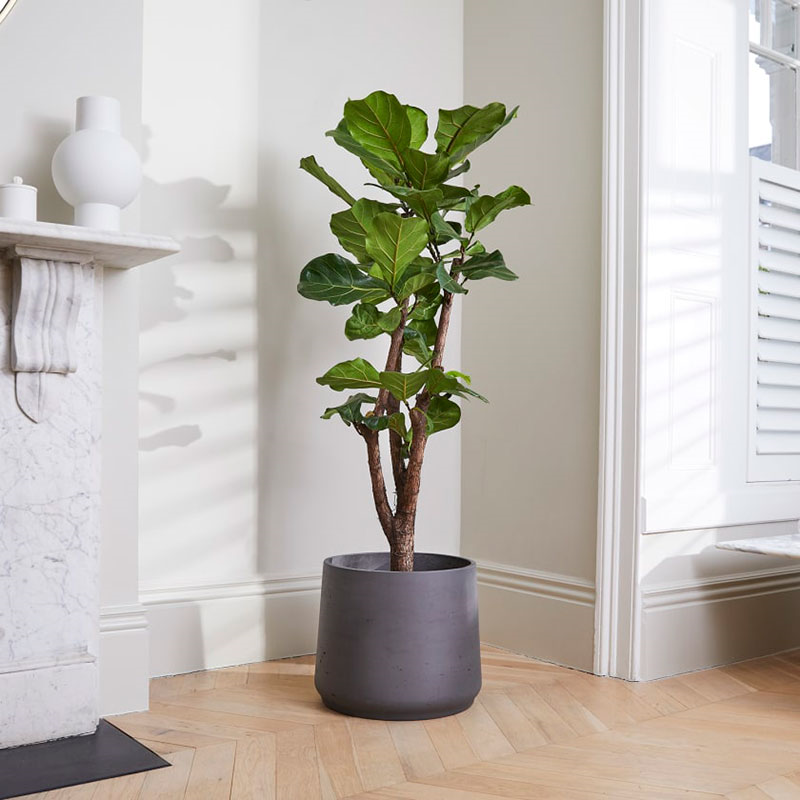 Fidel the fiddle-leaf fig tree with charcoal clay pot, 38 x 170cm-0