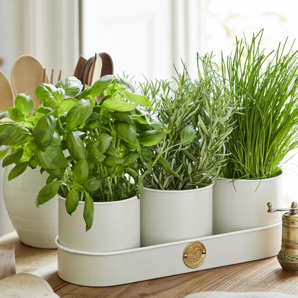 Set of 3 Herb Pots, Cream-0