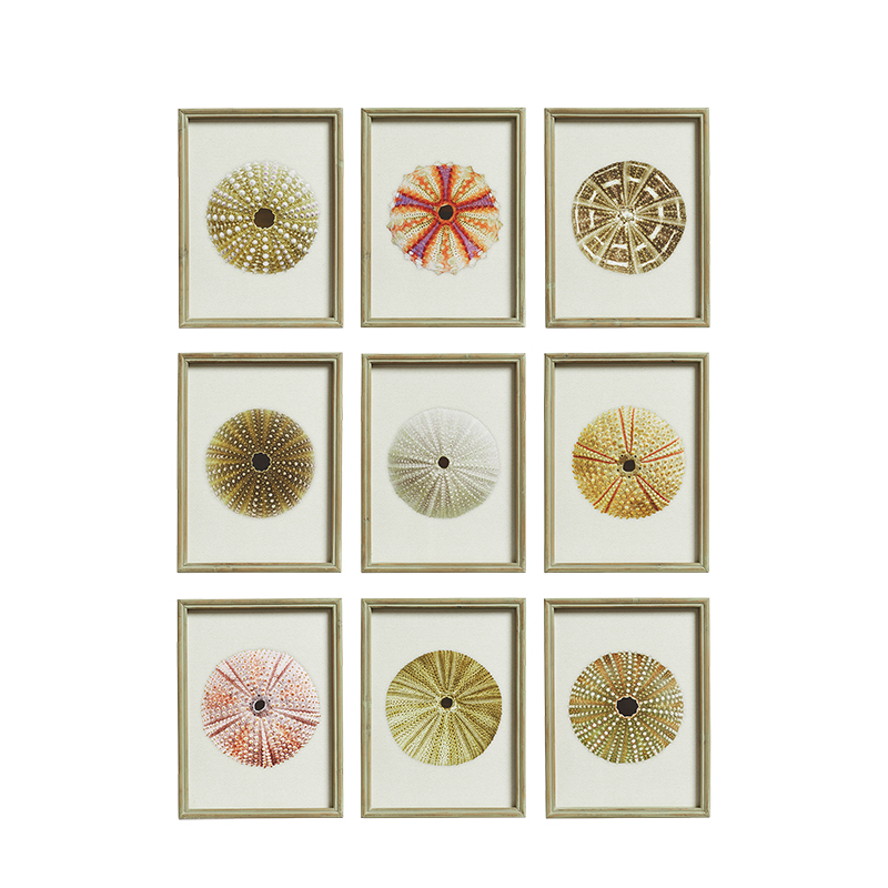 Set of Nine Framed Sea Urchin Prints, Multi-0