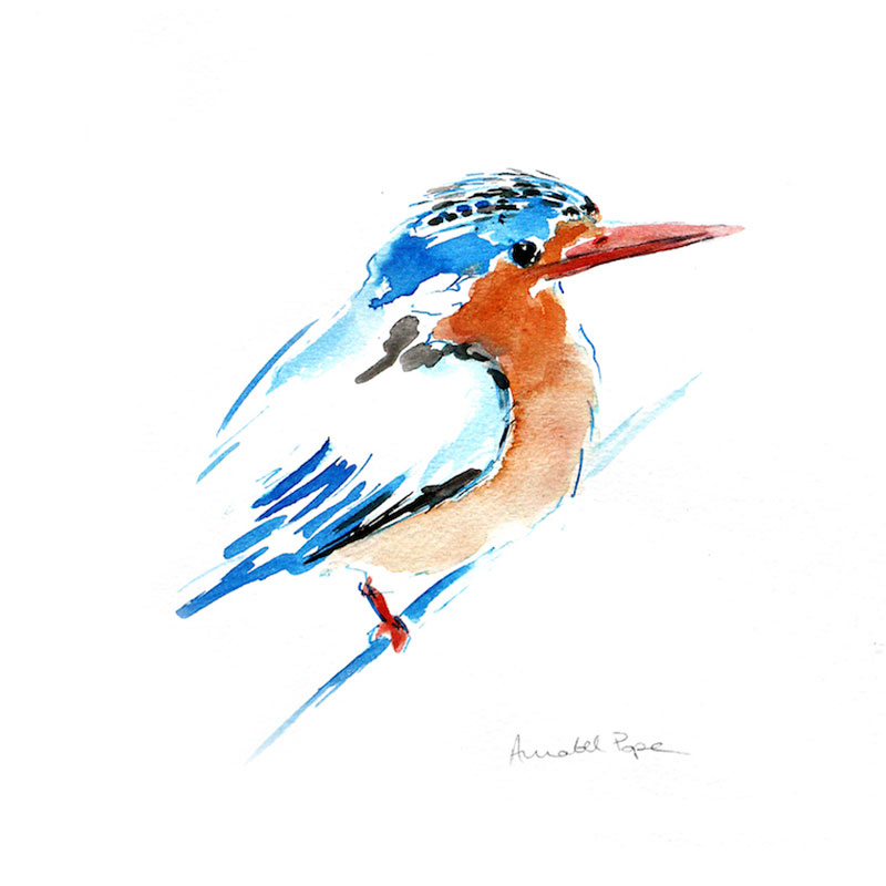 Malachite Kingfisher Framed Print-0