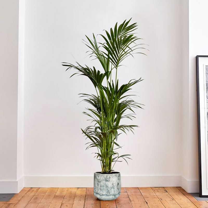 Big Ken the kentia palm with green fractured pot, 29 x 170cm-0