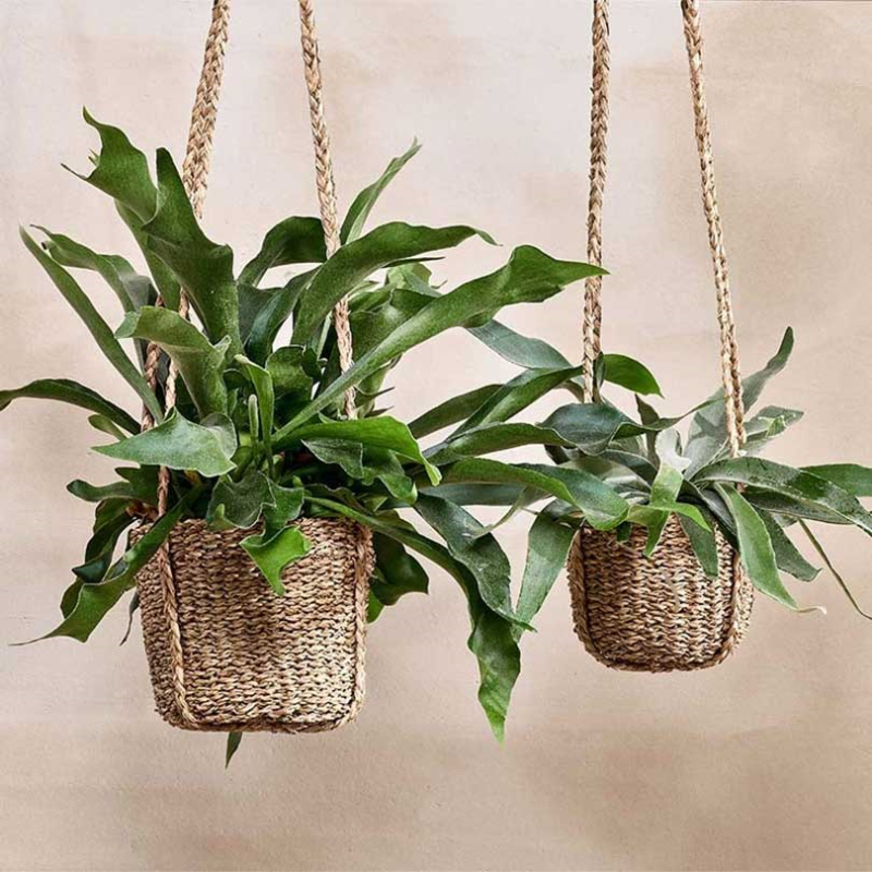 Sangdi Seagrass Hanging Planter, Large, Natural-0