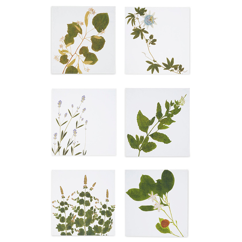 Herbarium Tisane Set of 6 Napkins, L50 x 50cm, Multi-0