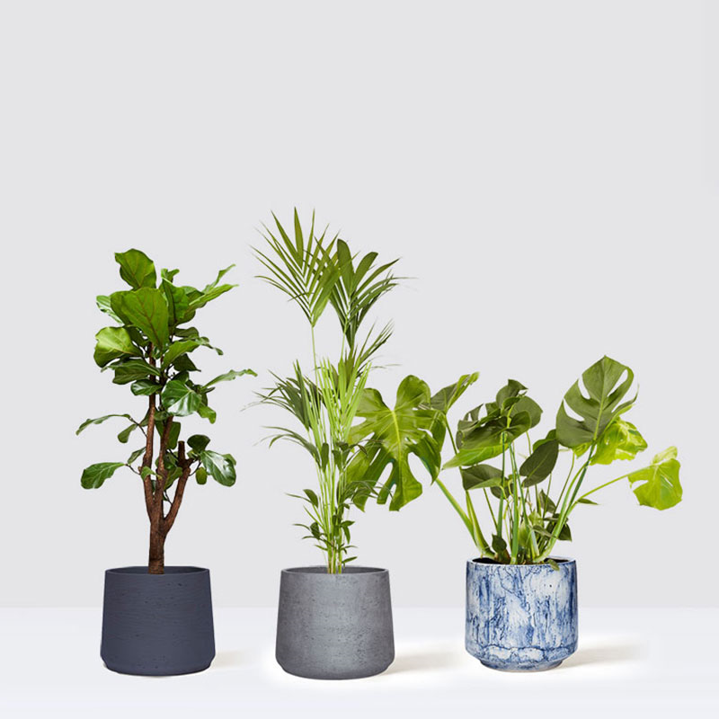 Chaz, Fidel and Big Ken large plants and pots set, 21 x 80cm-0