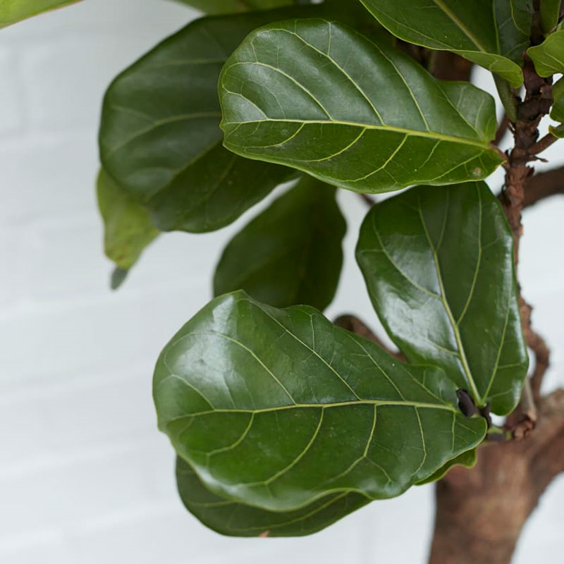 Fidel the fiddle-leaf fig tree with charcoal clay pot, 38 x 170cm-2