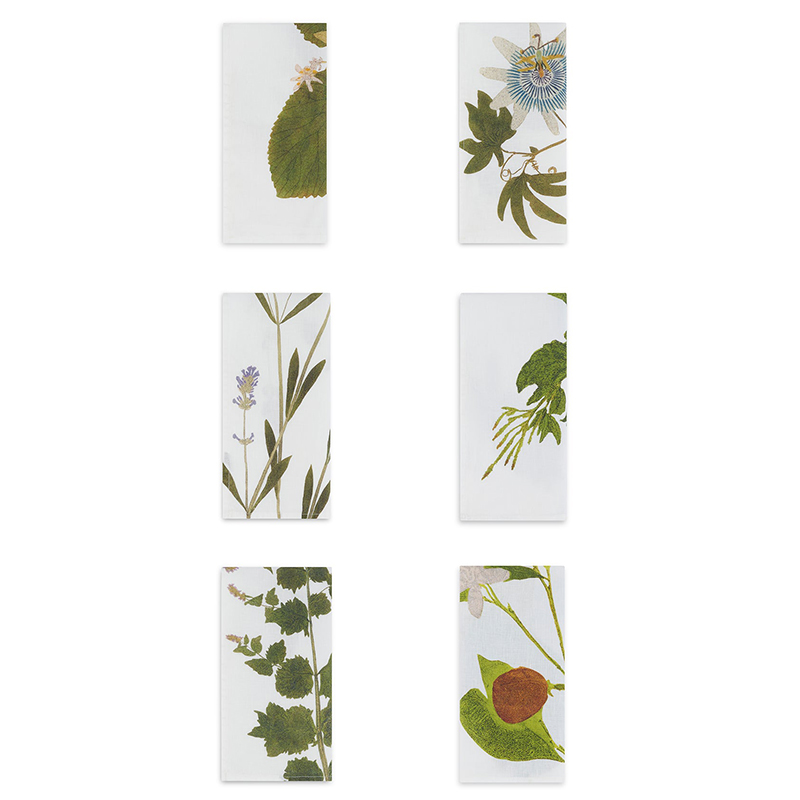 Herbarium Tisane Set of 6 Napkins, L50 x 50cm, Multi-2