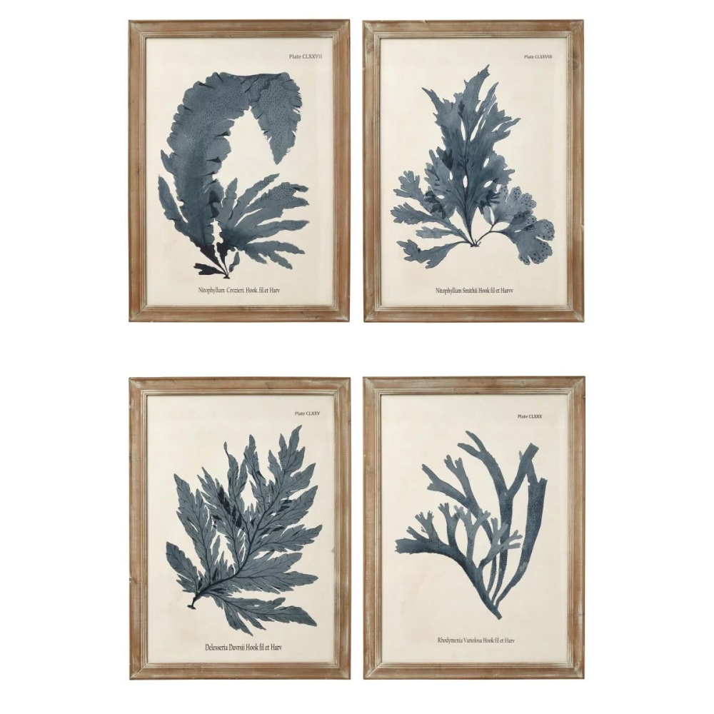 Seaweed Set of 4 framed prints, H61 x W83cm-1