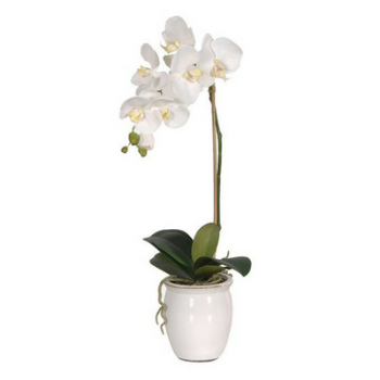 Faux Orchid Phalaenopsis, White, Cream Pot, 60cm-0