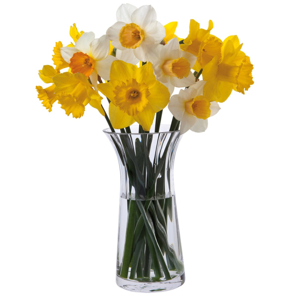 Florabundance Daffodil vase, H22.5cm, Clear-0