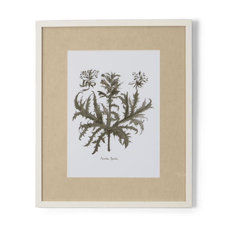 Clipsham Botanical Art, Acanthus Spinolus-0