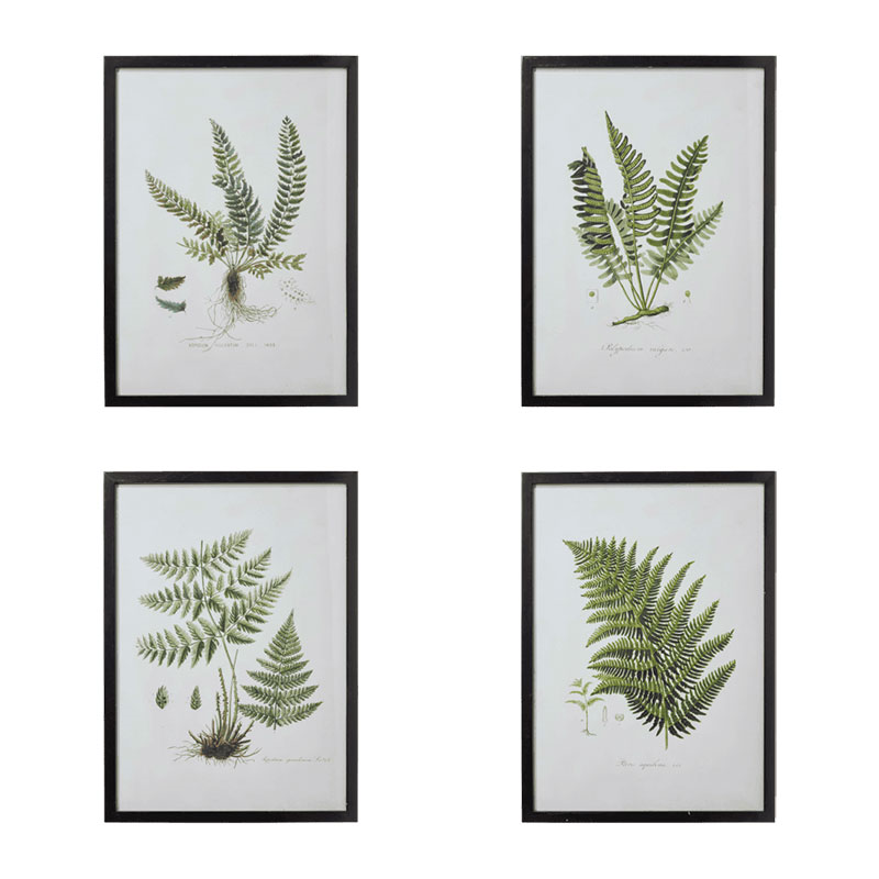 Set of 4 fern framed prints, W54 x H74cm-0